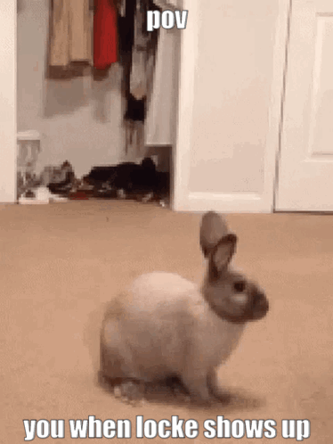 Lockuuny Haichat GIF