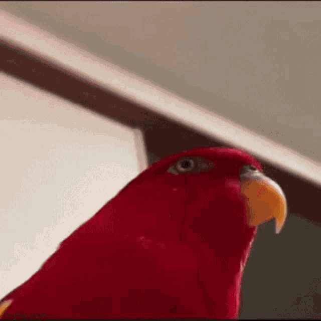 Locura Sad GIF