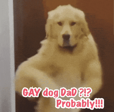 Lol Omg Lol GIF