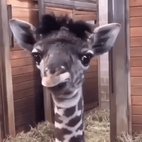Lol Omg GIF