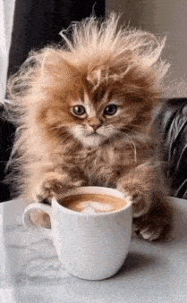 Long Day Cat GIF