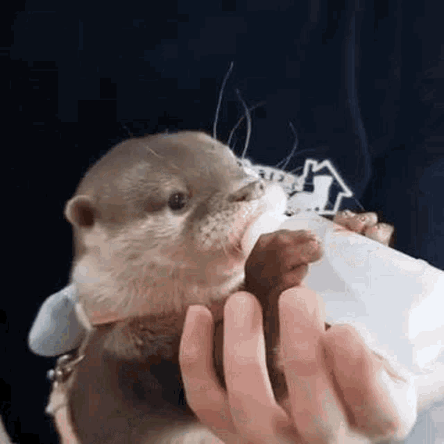 Longdripseason Sucktea GIF