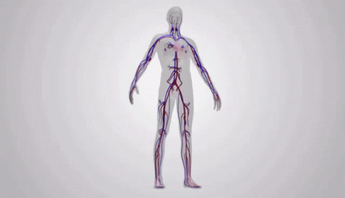 Look Inside Circulatory System GIF