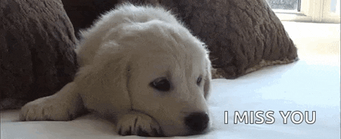 Look Puppy GIF