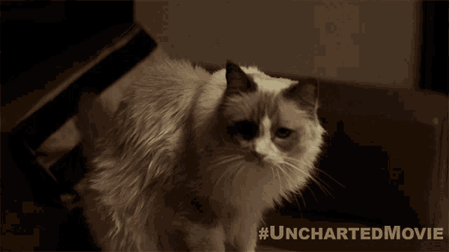 Look Uncharted GIF