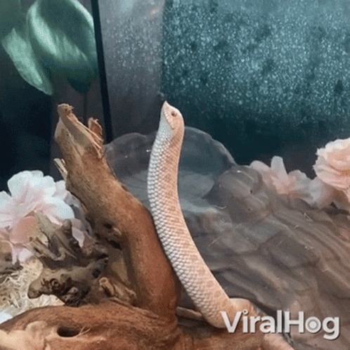 Look Up Into The Sky Viralhog GIF. This 498 x 498 animated GIF is part of our im a snake collection. Related themes include snake. Created by ViralHog. View…