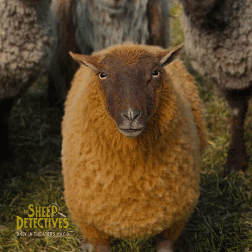 Looking At You The Sheep Detectives GIF. This 498 x 498 animated GIF is part of our counting sheep collection. Created by TheSheepDetectives. View the…