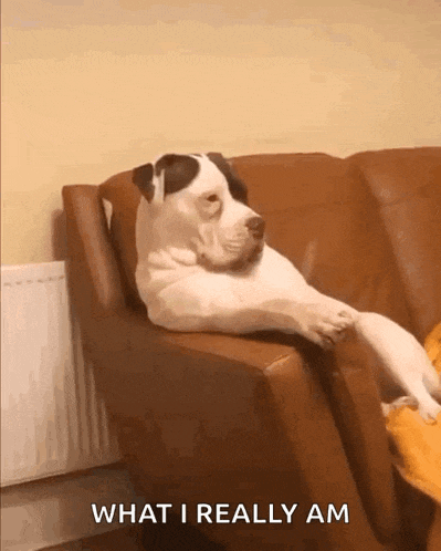 Looking Dog GIF