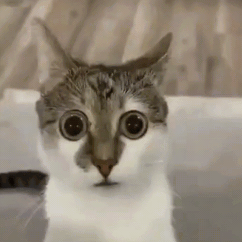 Looks Around Scared Cat GIF