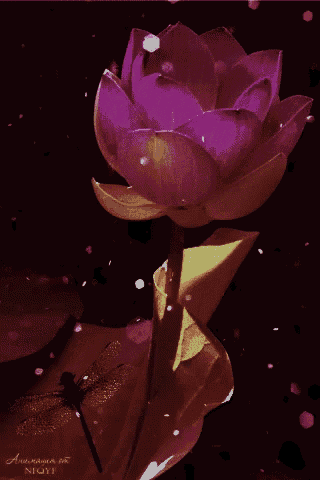 Lotus GIF
