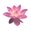 Lotus Meme