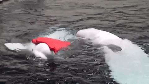 Love Beluga GIF