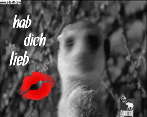 Love Erdmännchen GIF. This 498 x 395 animated GIF is part of our liebe gruse zum donnerstag collection. Related themes include i love you, love. Created by…