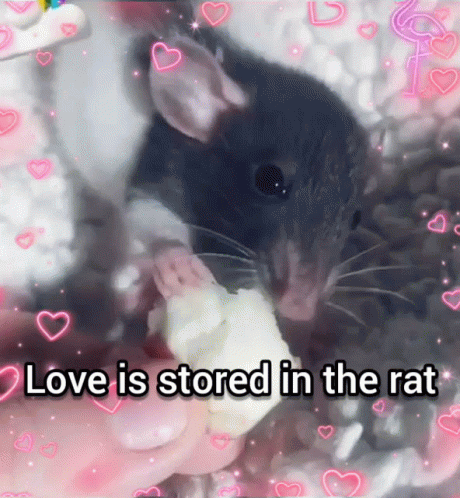 Love Rat GIF