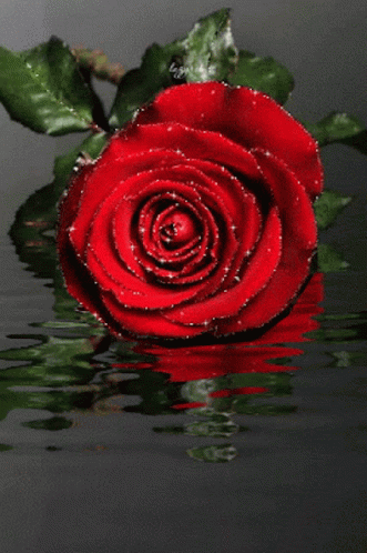 Love Rose57 Roserred57 GIF