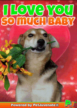 Love You Baby I Love You Baby GIF