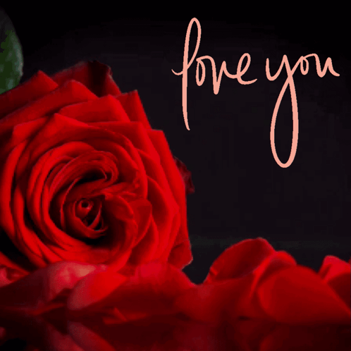 Love You Red Rose GIF