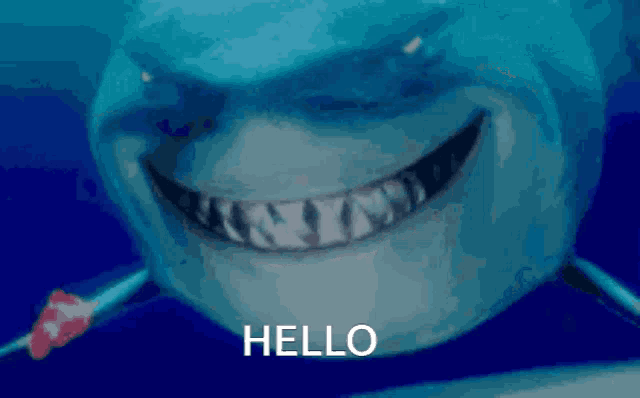 Lovely Dolphin GIF