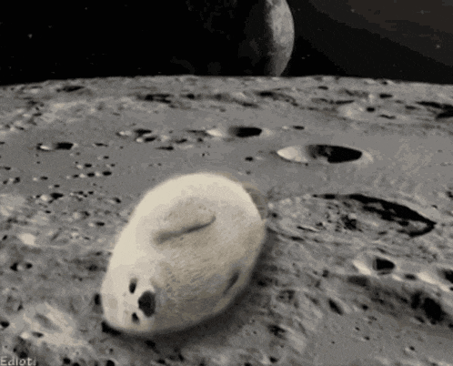 Lovely Seal Seal In The Moon GIF