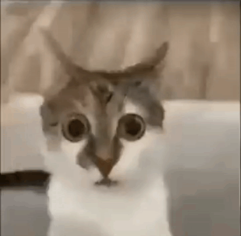 Low Quality Scared GIF