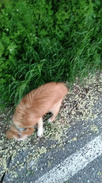 Lucky Luckycciolo GIF