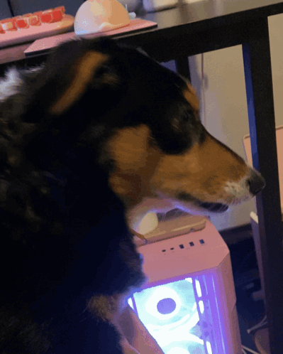 Lulu Side Eye Dog GIF