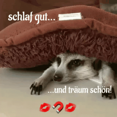Müde Schlafen GIF. This 498 x 498 animated GIF is part of our schlaf gut und traum was schones collection. Related themes include nacht, sleep, tired…