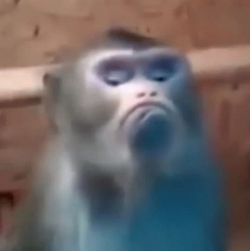 Małpa Małpka GIF