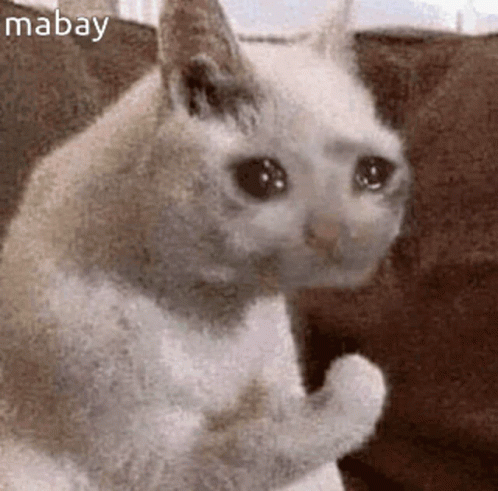 Mabay Cat GIF