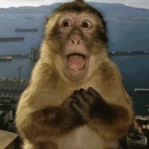 Macaco Surpreso GIF. This 480 x 480 animated GIF is part of our surprised collection. Related themes include meme, monkey, reaction. Created by sugawonyo…