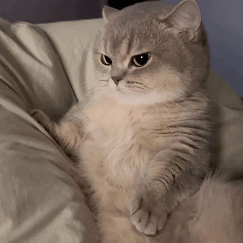 Mad Cat Meme