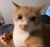 Mad Fight Meme