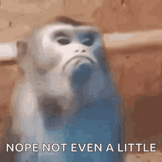 Mad Monkey Mad GIF