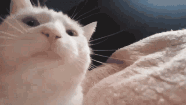 Made By Frexyo Cat Jam GIF