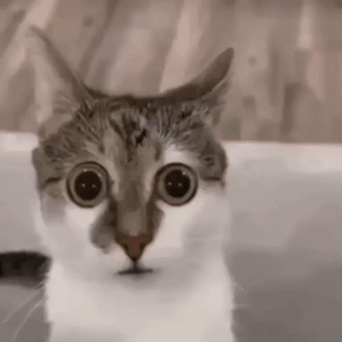 Magma-why-did-you-send-that-to-coolkid GIF