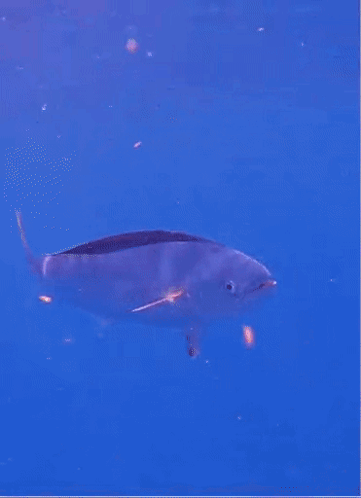 Mahi Mahi Fish GIF