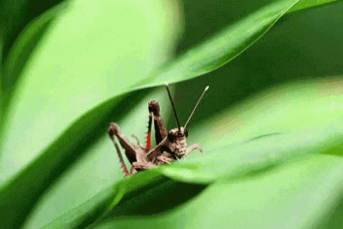 Making Music - Grasshopper GIF