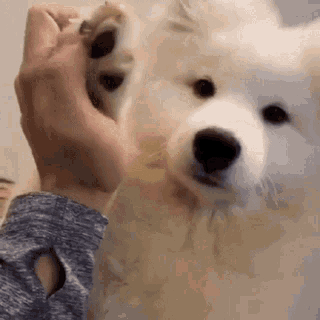 Malu Viana Paw GIF