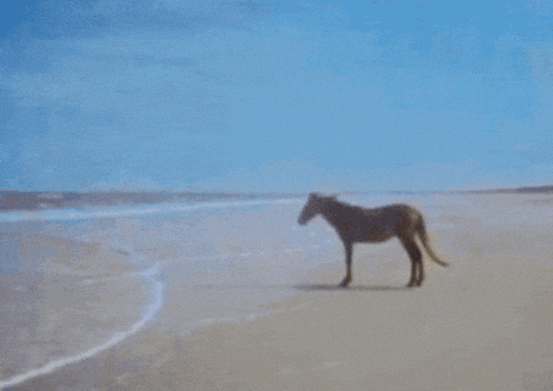 Man Beach GIF