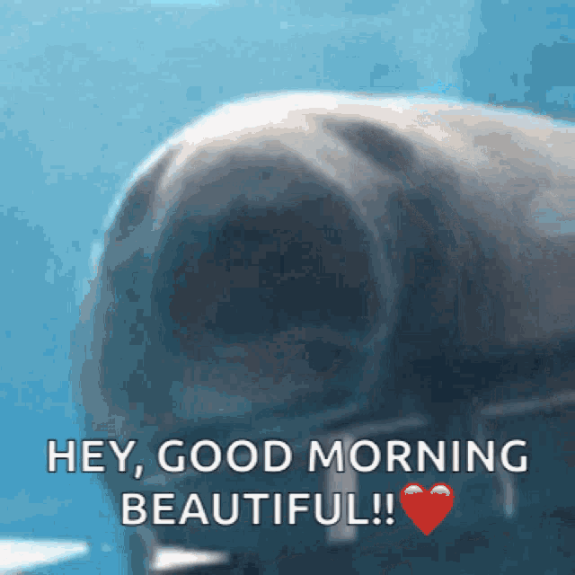 Manatee Good GIF