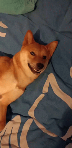 Mao Dog GIF. This 244 x 498 animated GIF is part of our shiba inu smile collection. Related themes include cute. Created by BobClenche. View the original…