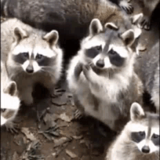 Mapache GIF