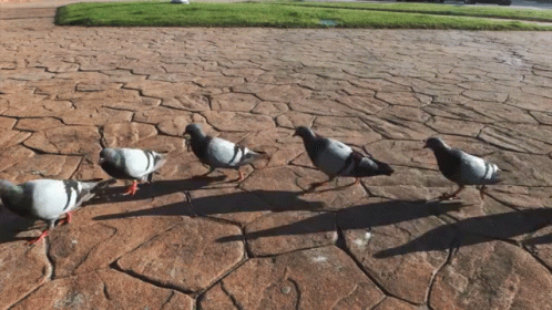 March Forth Pigeons GIF