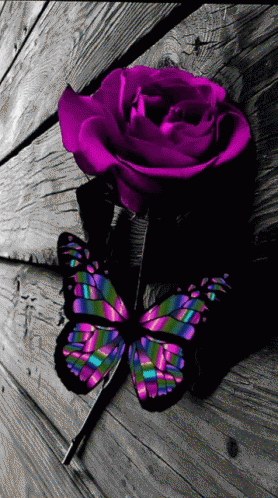 Mariposa Butterfly GIF