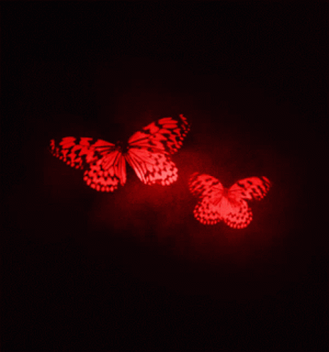 Mariposas GIF