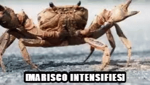 Marisco Intensifies GIF