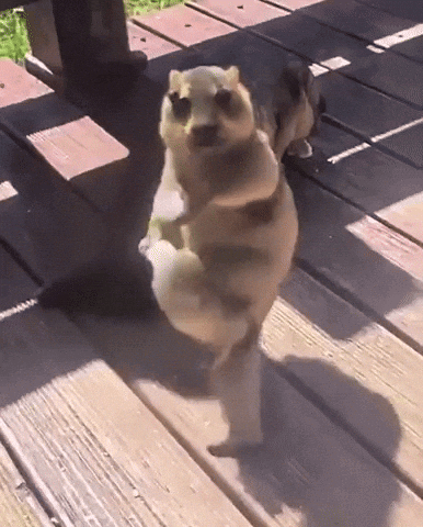 Marmot Ai GIF