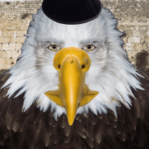 Marvin Beak Meme