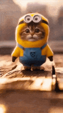 Masoncord Cat GIF