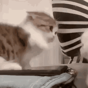 Matching Cat Pfps Cute Cats GIF